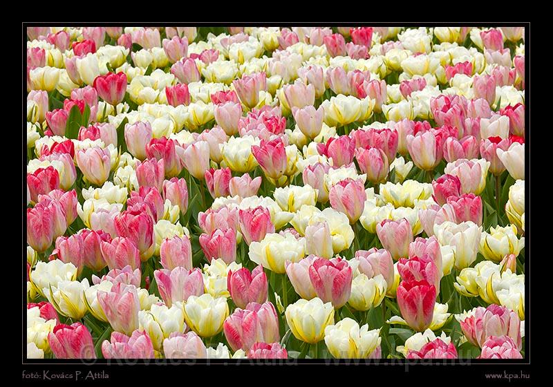 Keukenhof Hollandia 044.jpg